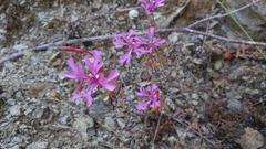 Clarkia concinna concinna