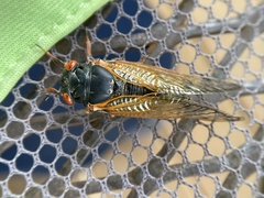 Magicicada cassinii