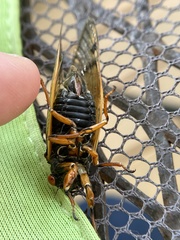 Magicicada cassinii