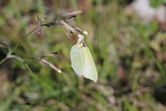 Gonepteryx rhamni