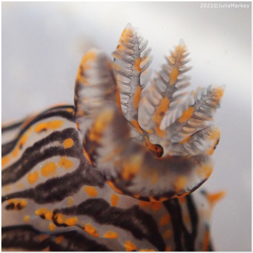 Sorcerer's Dorid