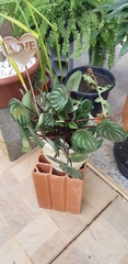 Peperomia argyreia