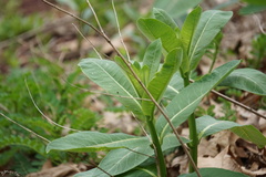 Asclepias syriaca