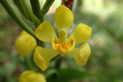 Cephalanthera falcata