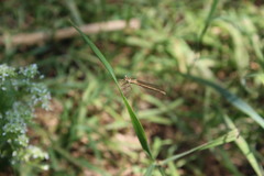 Platycnemis pennipes