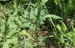 Platycnemis pennipes