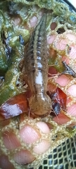 Anax imperator
