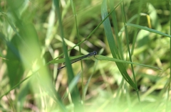 Coenagrion puella