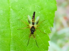 Demeijerea rufipes