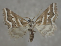 Anomocentris crystallota