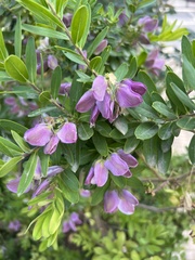 Polygala myrtifolia