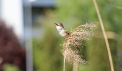 Acrocephalus arundinaceus