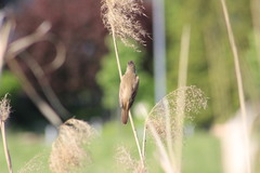 Acrocephalus arundinaceus