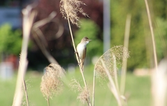 Acrocephalus arundinaceus