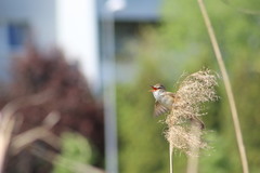 Acrocephalus arundinaceus