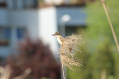 Acrocephalus arundinaceus