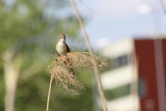 Acrocephalus arundinaceus
