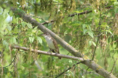 Acrocephalus arundinaceus