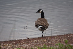 Branta canadensis