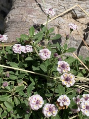 Phyla nodiflora