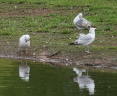 Larus delawarensis
