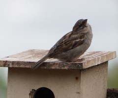 Passer domesticus