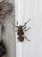 Aegomorphus quadrigibbus