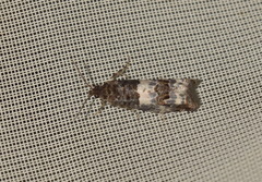 Notocelia trimaculana