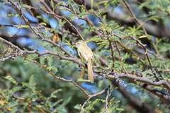 Prinia flavicans