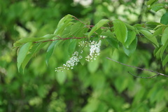 Prunus serotina