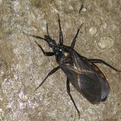 Triatoma protracta