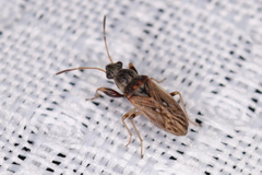 Ligyrocoris diffusus