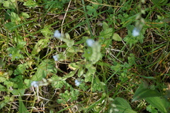 Myosotis stricta