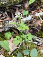 Cardamine clematitis