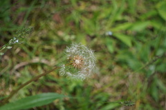 Taraxacum officinale