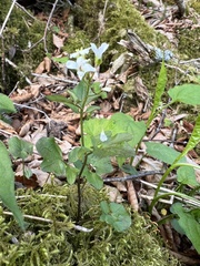 Cardamine clematitis