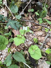 Cardamine clematitis
