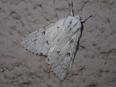 Acronicta leporina