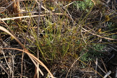 Cyperus polystachyos polystachyos