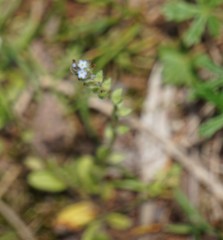 Myosotis stricta