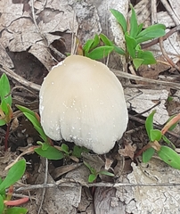 Coprinellus