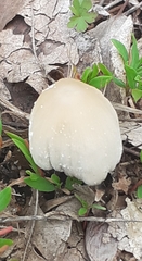 Coprinellus