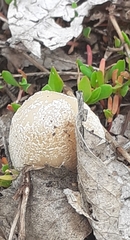 Coprinellus