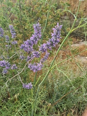 Nepeta curviflora