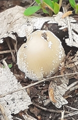 Coprinellus