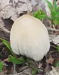 Coprinellus