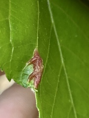 Phylloxera caryaevenae