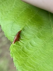 Phylloxera caryaevenae