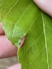 Phylloxera caryaevenae