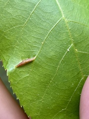 Phylloxera caryaevenae